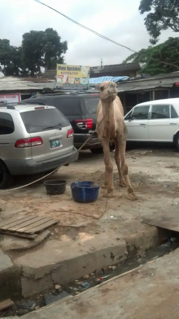Sallah Meat? Spotted Camel At Allen Junction Ikeja [See Photos]